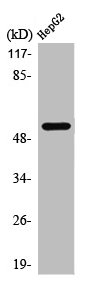 PKNOX2 Antibody