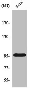 PKP2 Antibody