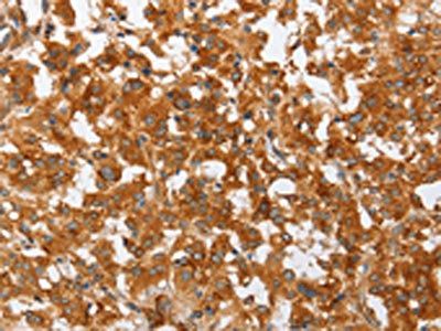 PLA2G4A Antibody