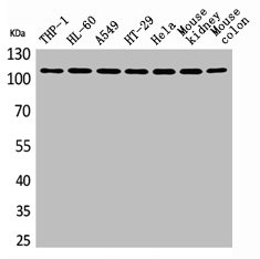 PLA2G4A Antibody