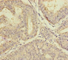 PLAA Antibody