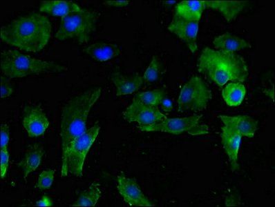 SERPINE1 Antibody