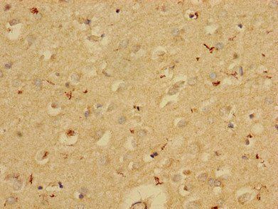 SERPINE1 Antibody