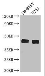 SERPINE1 Antibody