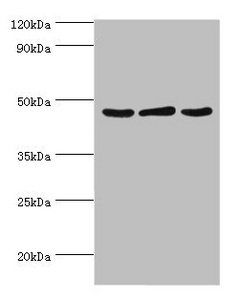 Serpinb2 Antibody
