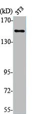 PLCB3 Antibody