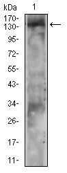 PLCG2 Antibody