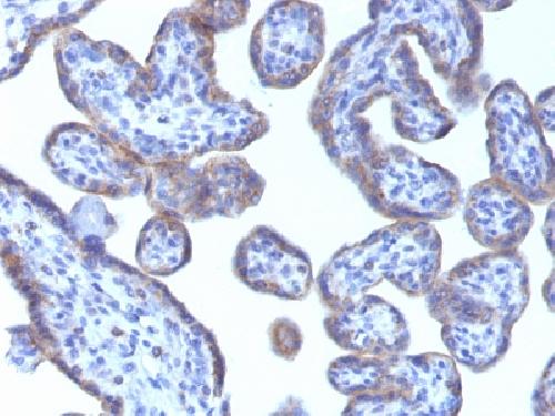 PLIN2 Antibody