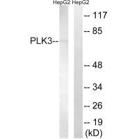PLK3 Antibody