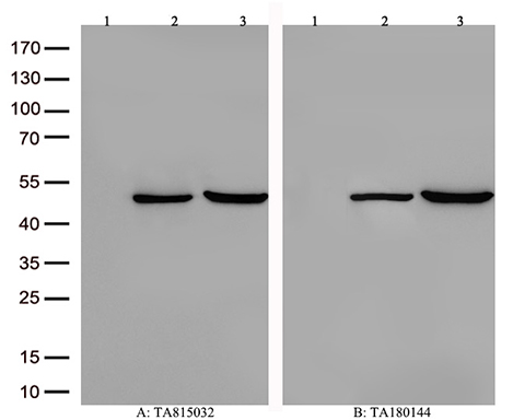 PLK4 Antibody