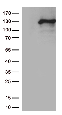 PLK4 Antibody