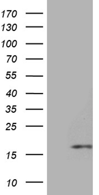 PLK4 Antibody