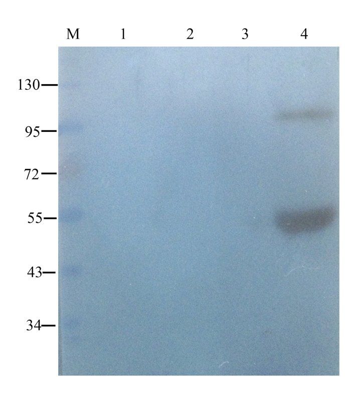 PLK4 Rabbit Polyclonal Antibody