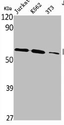 PLK5 Antibody