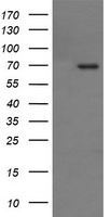 PLPBP Antibody