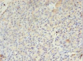 PMM1 Antibody