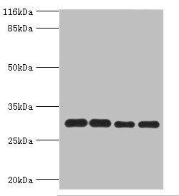 PMM1 Antibody