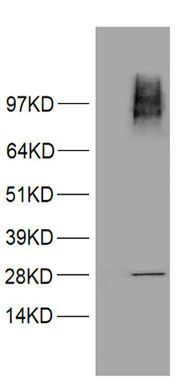 PMS2 Antibody