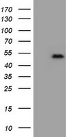 PMS2 Antibody