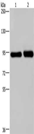 PMS2 Antibody