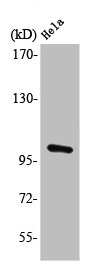 PMS2 Antibody