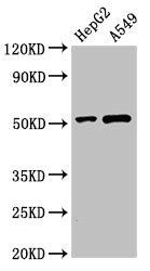 PNLIPRP2 Antibody
