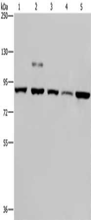 PNPT1 Antibody