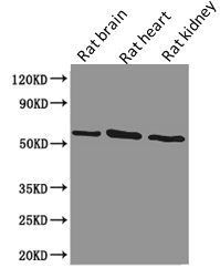 PODXL Antibody