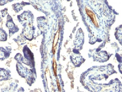 PODXL Antibody