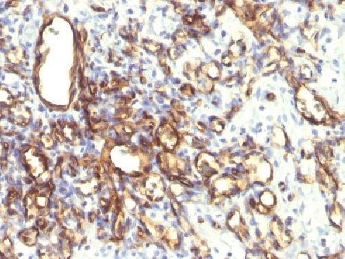 PODXL Antibody