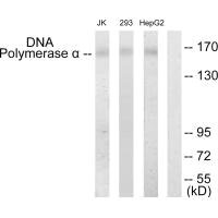 POLA1 Antibody