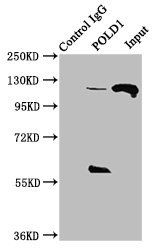 POLD1 Antibody