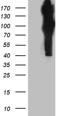 KCTD13 Antibody