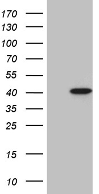 KCTD13 Antibody