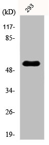 POLL Antibody
