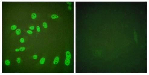 POLR2A (Phospho-Ser1619) Antibody