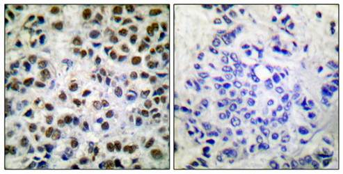 POLR2A (Phospho-Ser1619) Antibody