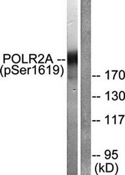 POLR2A (Phospho-Ser1619) Antibody