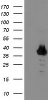 PON1 Antibody