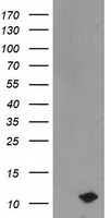 PON1 Antibody
