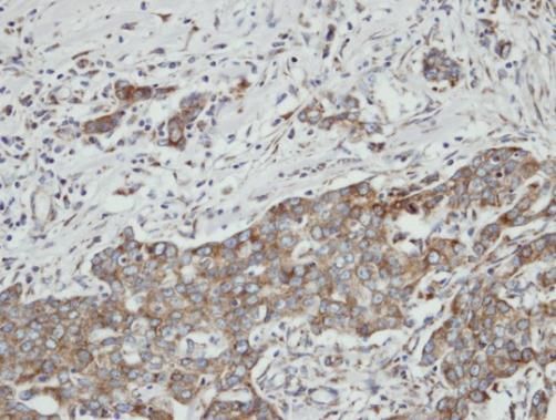 paraoxonase 2 Antibody