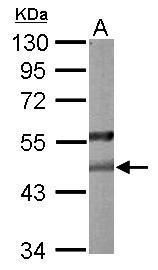 paraoxonase 2 Antibody