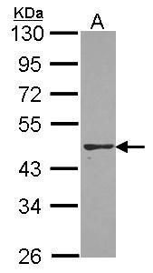 paraoxonase 2 Antibody