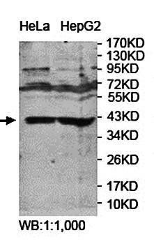 PON2 Rabbit Polyclonal Antibody