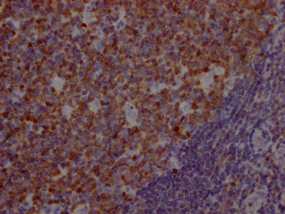 POU2AF1 Antibody