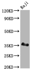 POU2AF1 Antibody