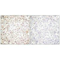 POU2F1 Antibody