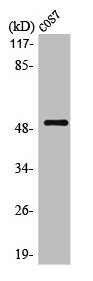 POU2F2 Antibody