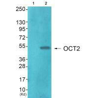 POU2F2 Antibody