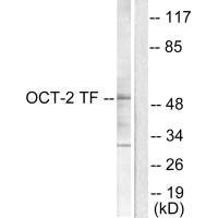 POU2F2 Antibody